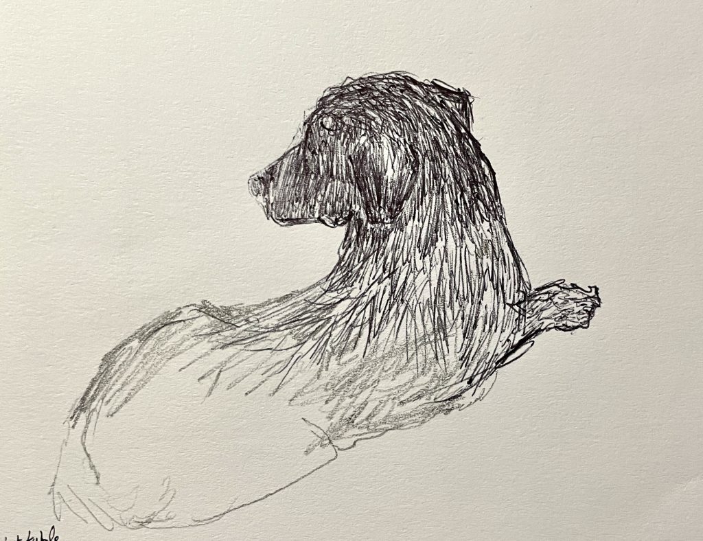 unfinished sketch of dog - whitstable