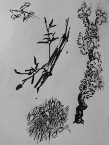 Drawings of Trees and Foliage Gallery by Nab Zamali